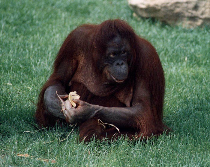 Orangutanka